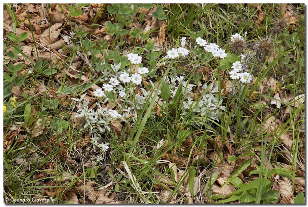 Cerastium tomentosum / Peverina tomentosa